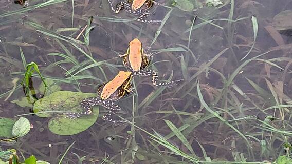 शेतात बेडूकच बेडूक! बेडकांच्या आवाजाने परिसर निनादला