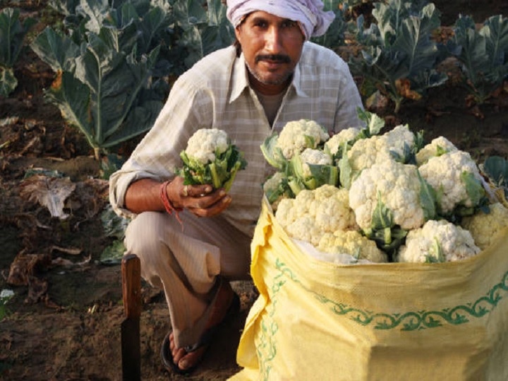 Cauliflower Farming: सर्दियों तक मिल जायेगी लाखों की कमाई, यहां जानें कम मेहनत में फूलगोभी की खेती का सही तरीका