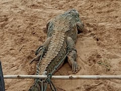 சிறுவனை விழுங்கியதாக நினைத்து கிராம மக்களால் பிடிக்கப்பட்ட முதலை.. என்ன நடந்தது?