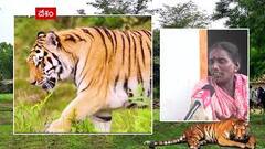 Tiger fear in Gandhavaram : ఇళ్ల చట్టూ తిరుగుతున్న రాయల్ బెంగాల్ టైగర్ | ABP Desam