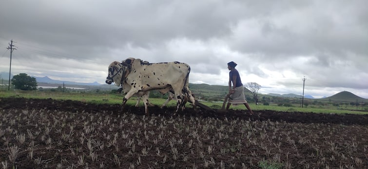 Maharashtra News Nashik News 66 percent sowing of kharif in Nashik district Nashik Kharip Crop : नाशिक जिल्ह्यात खरिपाची 66 टक्के पेरणी, भात लागवड केवळ 5 टक्के