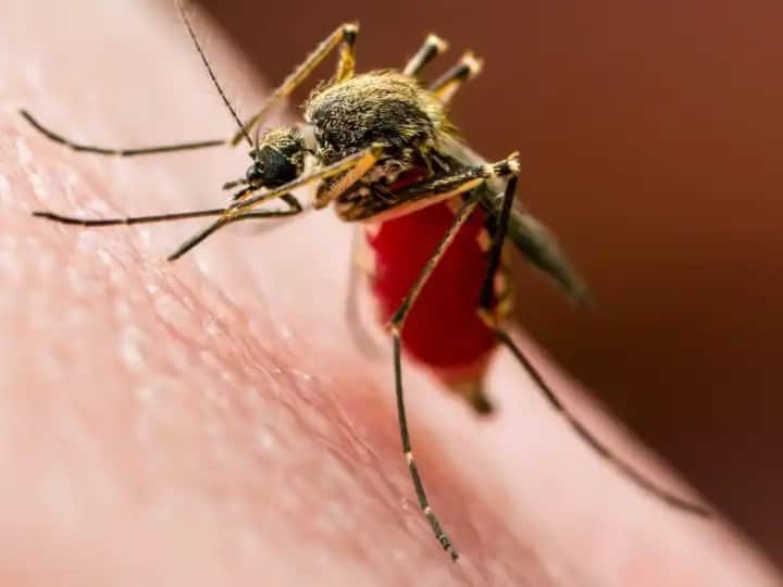 Gautam Buddha Nagar Uttar Pradesh malaria suspects increased 10 thousand people got test ANN Noida News: 40 दिनों में 10 हजार से ज्यादा लोगों ने करवाई मलेरिया जांच, स्वास्थ्य विभाग अलर्ट, जानिए- कितने मामले आए