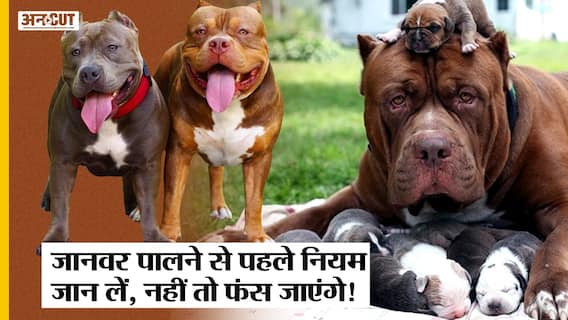 घर में Pet Dogs पालने के हैं कई rules, नहीं मानने पर देना होगा जुर्माना! Pitbull Dog| Lucknow |