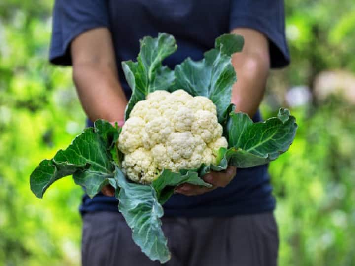 Start cauliflower cultivation with less effort to earn lakhs till winter Cauliflower Farming: सर्दियों तक मिल जायेगी लाखों की कमाई, यहां जानें कम मेहनत में फूलगोभी की खेती का सही तरीका