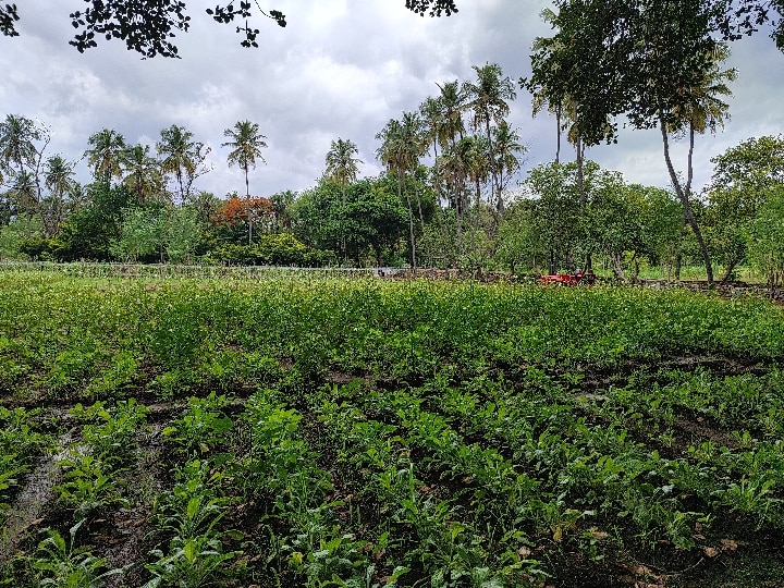 சிறைச்சாலையில் 3 மாதத்தில் இரண்டு டன் காய்கறிகள் சாகுபடி - சேலம் திறந்த வெளி சிறையின் புதிய முயற்சி