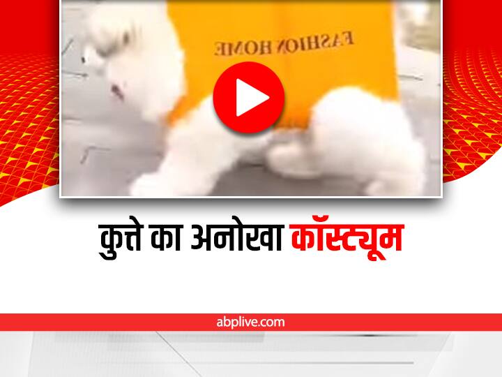 dog wearing shopping carry bag dress video viral on social media Watch: शॉपिंग बैग से बना दी कुत्ते की ड्रेस, महिला ने लगाया ऐसा गजब का दिमाग