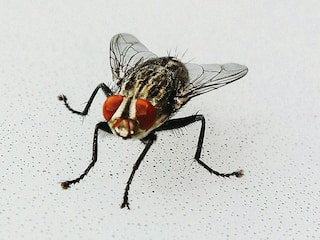 Home remedies to get rid of flies: ਬਰਸਾਤ ਦੇ ਮੌਸਮ 'ਚ ਮੱਖੀਆਂ ਤੋਂ ਛੁਟਕਾਰਾ ਪਾਉਣ ਲਈ ਅਪਣਾਓ ਇਹ ਘਰੇਲੂ ਨੁਸਖੇ