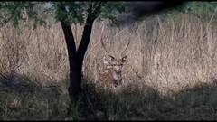 In Pics: केवलादेव राष्ट्रीय पक्षी उद्यान में बढ़ी चीतलों की संख्या, प्रदेश के इन चार टाइगर रिजर्व में किए जाएंगे शिफ्ट