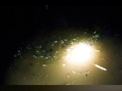 Sangli News : कृष्णाकाठी मृत माशांचा खच, मासे पकडण्यासाठी नागरिकांची गर्दी