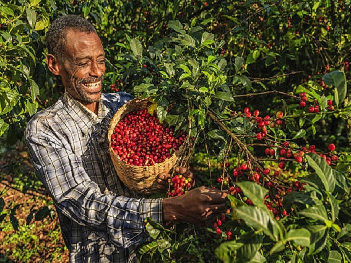 Coffee Cultivation: किसानों के लिये खुलेंगे तरक्की के द्वार, इन राज्यों में शुरु करें कॉफी की खेती