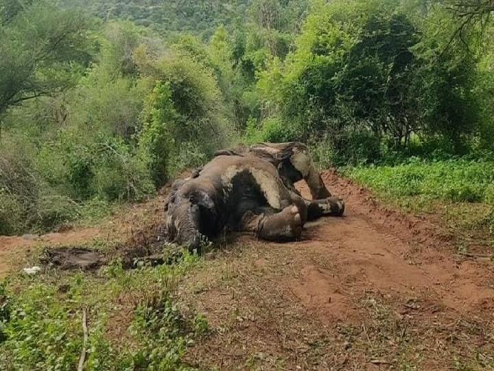 Four arrested for shooting an elephant in Dharmapuri Hogenakkal forest ஒகேனக்கல் வனப்பகுதியில் மக்னா யானையை சுட்டுக்கொன்றதாக 4 பேர் கைது - துப்பாக்கிகள் பறிமுதல்