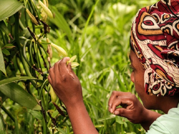 Vanilla in India: दुनिया के ज्यादातर शौक इस फल से पूरे होते हैं, देश-विदेश में रहती है हाई डिमांड