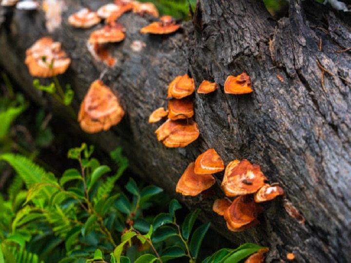 Mushroom Farming: लकड़ी से निकलकर सोने के भाव बिकेगा ये जादुई मशरूम, इसे उगाकर मालामाल हो रहे हैं किसान