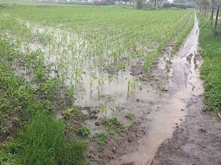 Aurangabad: औरंगाबाद जिल्ह्यात दोन महिन्यात 4.43 लाख हेक्टरचे नुकसान, पाहावं तिकडे पाणीच-पाणी