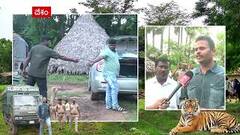DFO Anantha Shankar : మూడు దారుల్లో Tiger ను పట్టుకునేందుకు ఫారెస్ట్ ఆఫీసర్ల ప్రణాళికలు | ABP Desam