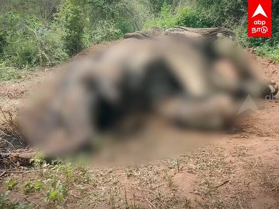 Elephant Killed : மாக்னா யானை கொலை... சிக்கிய வேட்டையர்கள்!