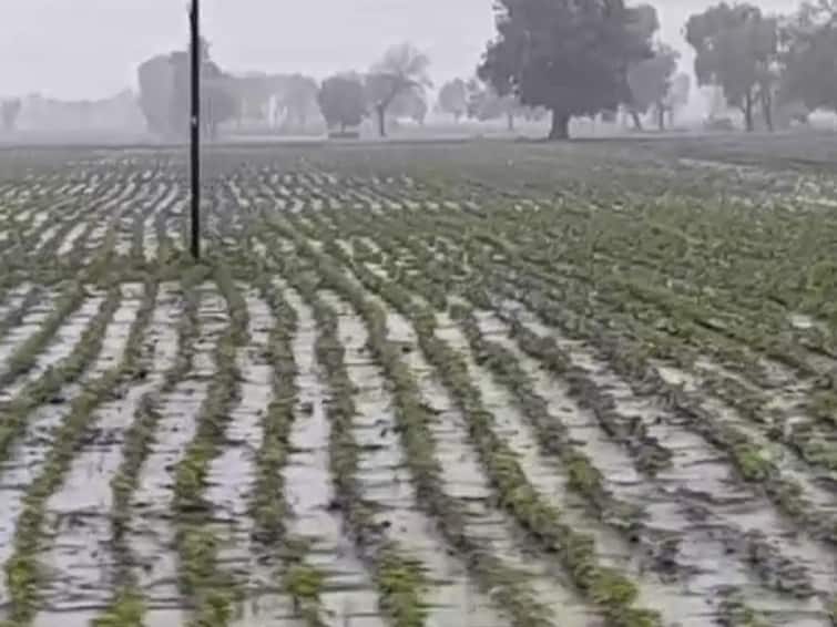 Buldhana Rain news Rains continue in Buldhana district, crops on hundreds of hectares under water, farmers worried Buldhana Rain : बुलढाणा जिल्ह्यात पावसाची संततधार सुरुच, शेकडो हेक्टरवरील पिकं पाण्याखाली, शेतकरी चिंतेत