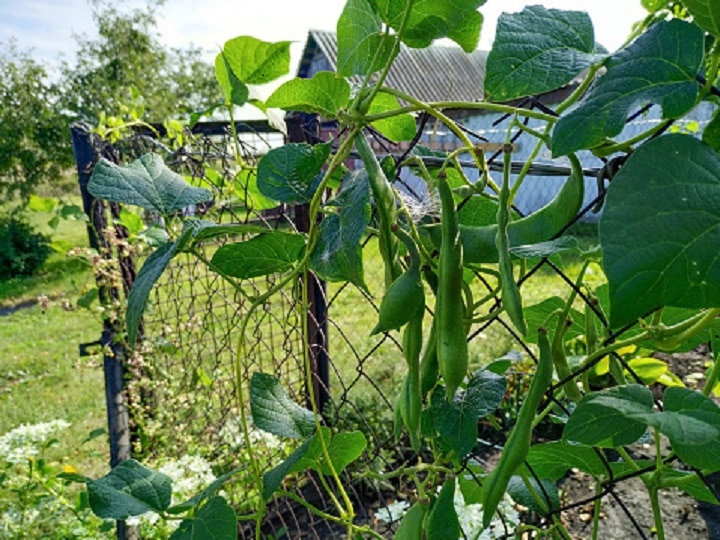 Urban Farming: घर पर ग्रो बैग्स में उगायें हरी-भरी फ्रेंच बीन्स, इन बातों का रखें खास ख्याल