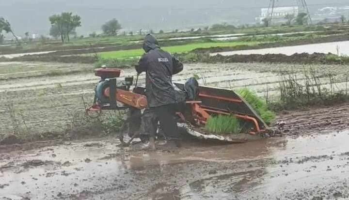राज्यात सद्या धो-धो पाऊस कोसळताना दिसत आहे. या पावसामुळं राज्यातील काही ठिकाणचे शेतकरी चिंतेत आहेत. मावळ तालुक्यातील शेतकरी मात्र, या पावसामुळं आनंदी आहेत.