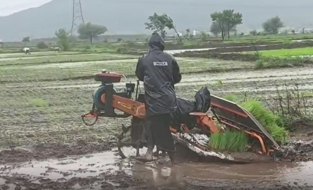 Pune rain : राज्यातील शेतकरी चिंतेत, मावळमधील मात्र आनंदी, तुफान पावसात भात लागवडीला वेग