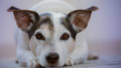 Dogs Health: ফল খাওয়া কুকুরদের জন্য উপকারী নাকি ক্ষতিকর?