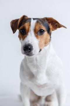 Dogs Health: ফল খাওয়া কুকুরদের জন্য উপকারী নাকি ক্ষতিকর?