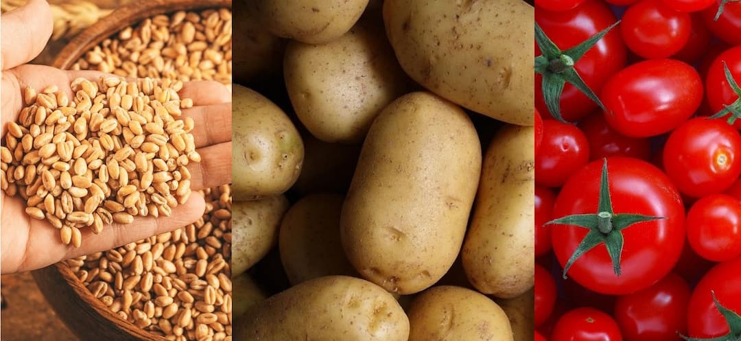 મોંઘવારીનો માર! છેલ્લા એક વર્ષમાં બટાકા, લોટ, ખાંડ, ઘઉં સહિત તમામના ભાવ વધ્યા, ટામેટાં બમણા મોંઘા થયા, જાણો લેટેસ્ટ ભાવ Shock! In the last one year, the rates of all including potatoes, flour, sugar, wheat increased, tomatoes doubled expensive, check the price મોંઘવારીનો માર! છેલ્લા એક વર્ષમાં બટાકા, લોટ, ખાંડ, ઘઉં સહિત તમામના ભાવ વધ્યા, ટામેટાં બમણા મોંઘા થયા, જાણો લેટેસ્ટ ભાવ