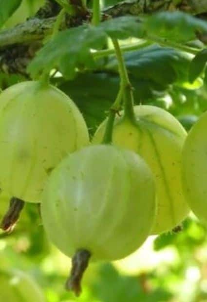 आयुर्वेदातही आवळ्याचे अनेक फायदे सांगण्यात आले आहेत.