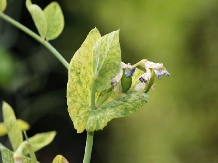 Crop Management: किसानों की परेशानी बढ़ा सकता है पीला मोजेक रोग, इन खास उपायों से करें रोकथाम