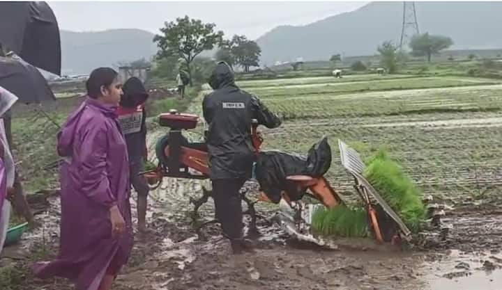 हा पाऊस भात शेतीसाठी पूरक ठरत आहे. महिनाभर उशिरा भात लागवड सुरु होऊनही शेतकऱ्यांमध्ये मोठा उत्साह पाहायला आहे.