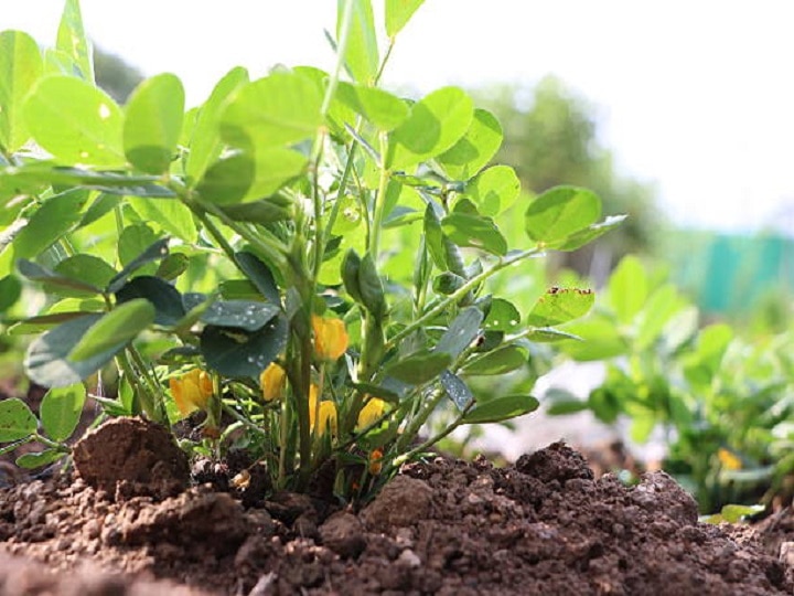 Groundnut Farming: कहीं किसानों की मुसीबत न बढ़ा दे मूंगफली, समय रहते फसल में कर लें ये जरूरी काम