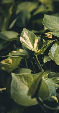 Money Plant: ভাগ্য ফেরাতে চান? এই নিয়ম মেনে বাড়িতে রাখুন মানিপ্ল্যান্ট