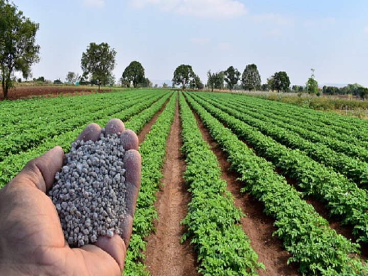 Groundnut Farming: कहीं किसानों की मुसीबत न बढ़ा दे मूंगफली, समय रहते फसल में कर लें ये जरूरी काम