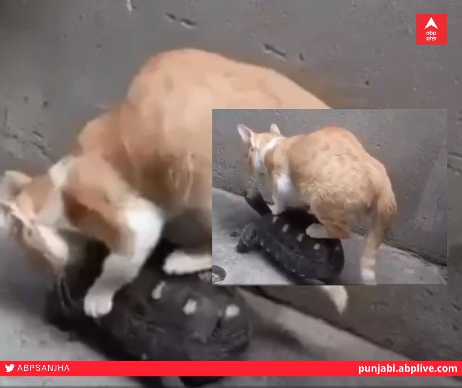 Funny Video: The cat rode the tortoise, didn't see it, didn't see anything Funny Video: ਬਿੱਲੀ ਨੇ ਕੀਤੀ ਕੱਛੂਕੁੰਮੇ ਦੀ ਸਵਾਰੀ, ਇਹ ਨਹੀਂ ਦੇਖਿਆ ਤਾਂ ਕੁਝ ਨਹੀਂ ਦੇਖਿਆ