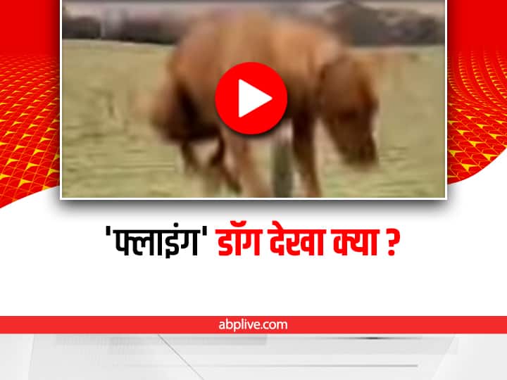 flying dog shocked people on internet video viral on social media Watch: इस कुत्ते को है उड़ने का शौक! वीडियो देख हैरान रह जाएंगे आप