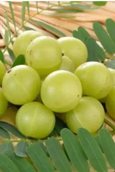 अनेक संशोधनांमधून सिद्ध झाल्यानुसार, दररोज सकाळी रिकाम्या पोटी आवळ्याचं सेवन केल्याने वजन कमी करण्यास मदत होते.