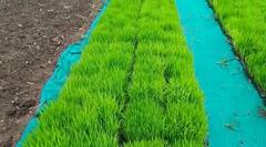 Pune News: राज्यातील शेतकरी चिंतेत, मावळमधील मात्र आनंदी; पहा फोटो