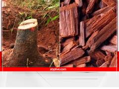 Lal Chandan Upay: लाल चंदन के ये अचूक उपाय बना सकते हैं आपको धनवान, होगा पैसा ही पैसा!