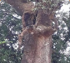 PHOTO : नरवीर तानाजींची शस्त्रे ज्या झाडात सापडली ते 350 वर्षांचं विशाल वृक्ष कोसळलं