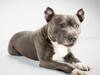 Pitbull Owner Mauled To Death In Lucknow. Know Why The Breed Is Dangerous, Petting Rules & More