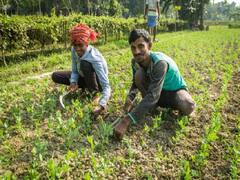 Groundnut Farming: कहीं किसानों की मुसीबत न बढ़ा दे मूंगफली, समय रहते फसल में कर लें ये जरूरी काम