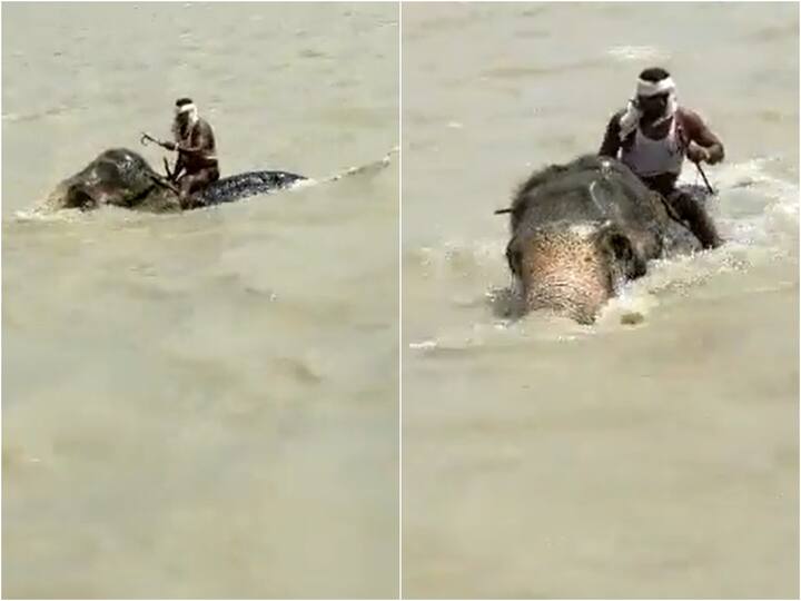 Viral Video Elephant Saved Mahout By Swimming Distance of 3 KM from Swollwen Ganga River Bihar's Vaishali Viral Video: 'నా ముందు వరదైనా సరే- సలాం కొట్టి సైడ్ అవ్వాల్సిందే'- గంగానదిలో గజరాజు సాహసం!