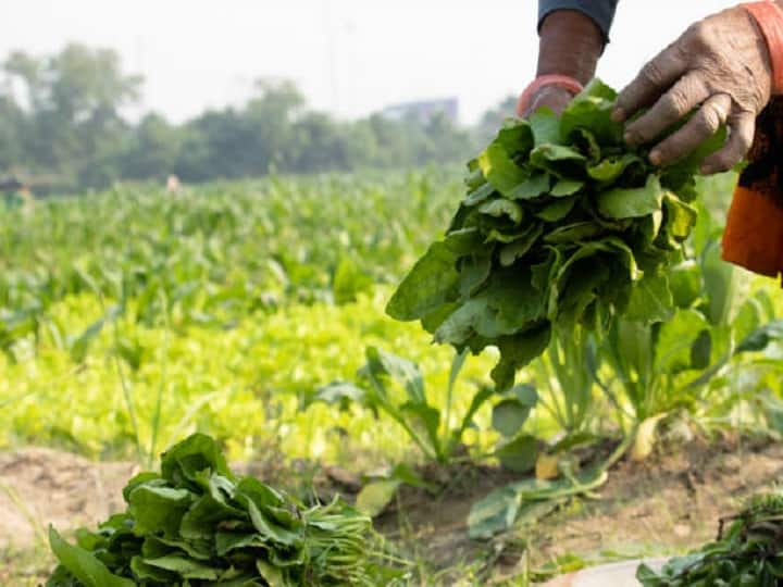 spinach cultivation makes farmers richer know full process and its types Spinach Cultivation : पालकाची शेती, कमी खर्चात चांगला नफा; जाणून घ्या संपूर्ण प्रकिया