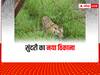 Wildlife of MP : 'सुंदरी' को मिला स्थायी ठिकाना, जानिए उसका अबतक का सफर