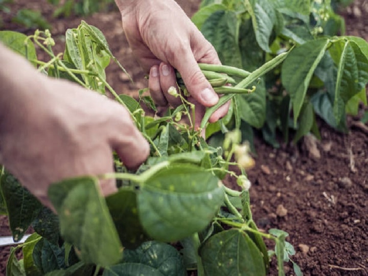 Urban Farming: घर पर ग्रो बैग्स में उगायें हरी-भरी फ्रेंच बीन्स, इन बातों का रखें खास ख्याल