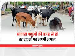 Rajasthan News: आवारा पशुओं की वजह से हो रहे हादसों पर लगेगी लगाम! सरकार ने बनाया ये खास प्लान
