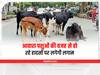 Rajasthan News: आवारा पशुओं की वजह से हो रहे हादसों पर लगेगी लगाम! सरकार ने बनाया ये खास प्लान