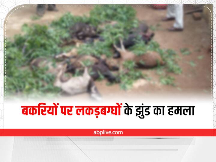 Durg hyenas attack on goats in enclosure 13 killed eight injured whole village fear in Chhattisgarh ANN Durg News: बाड़े में बकरियों पर लकड़बग्घों का हमला, 13 की मौत, दहशत में है पूरा गांव
