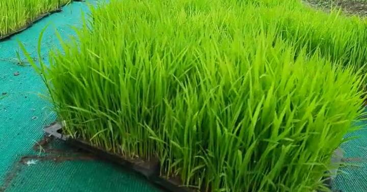 राज्याच्या अनेक भागात सध्या मुसळधार पाऊस कोसळाताना दिसत आहे. बऱ्याच ठिकाणी नदी नाल्यांना पूर आला आहे.