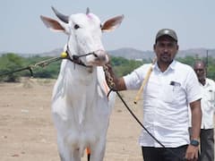 Sangli News : आटपाडीमधील 26 महिन्यांच्या खिलार खोंडाला मिळाली चारचाकीची किंमत, तब्बल 5 लाख 11 हजार रुपयांमध्ये विक्री